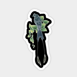 Greater Racket Tailed Drongo Sticker